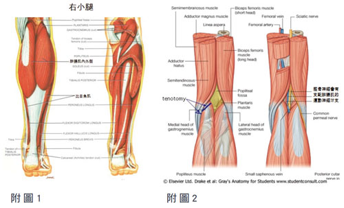 腓肠肌,比目鱼肌,脚,肌腱和骨骼相连撑起我们的人体.