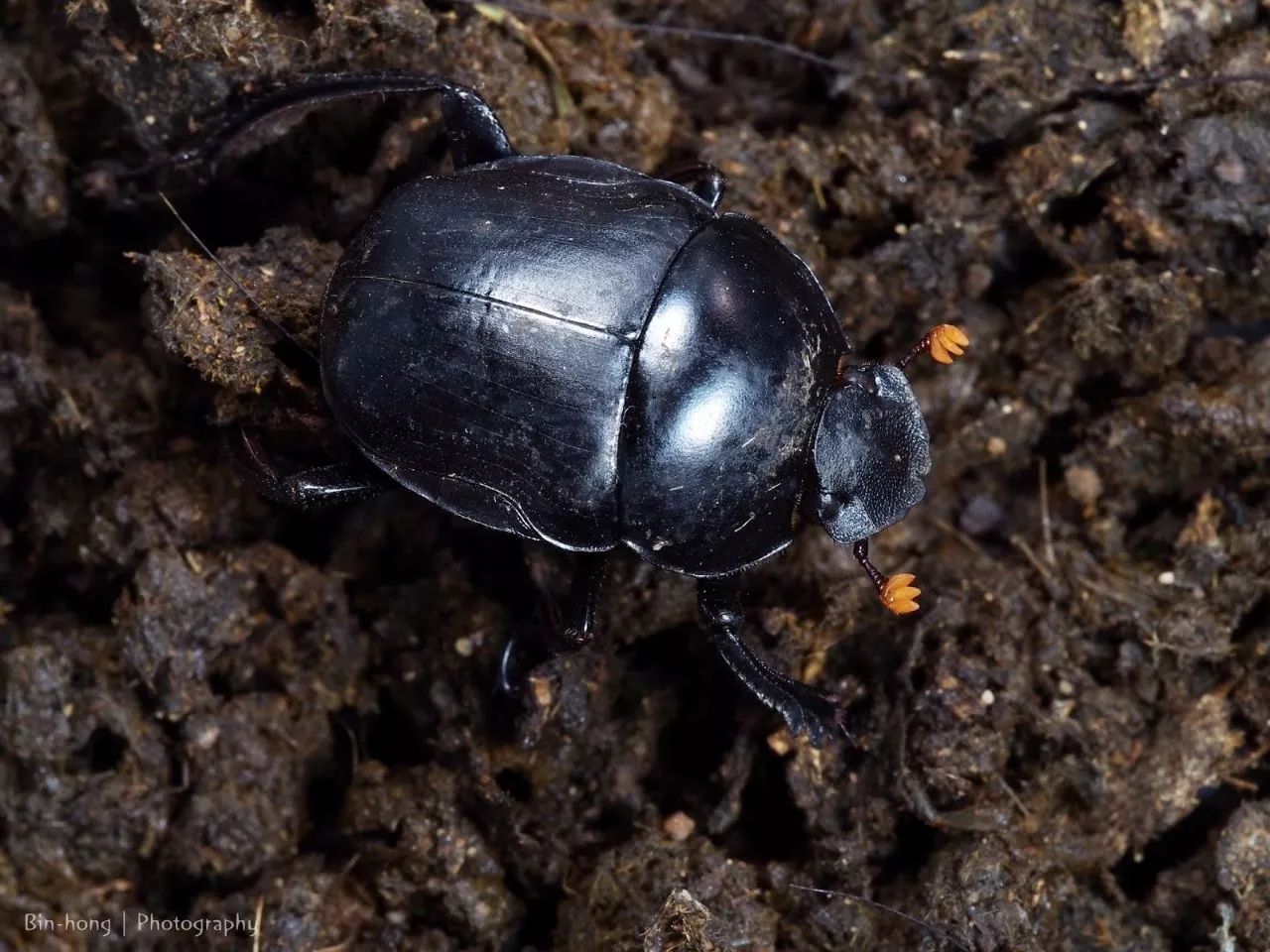 中国南方常见的黑裸蜣螂paragymnopleurus melanarius.