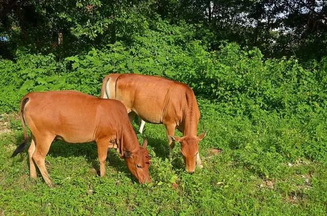 江安这两家牛肉馆竟被四川电视台采访了,看看你吃过没?