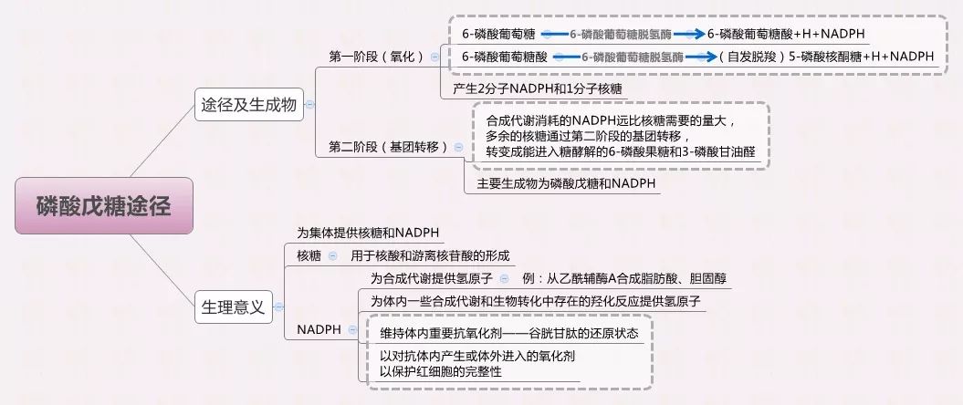 生物化学思维导图集合