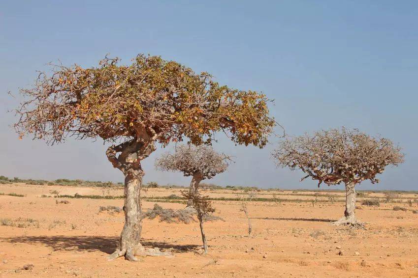 没药树(commiphora myrrha),生境也是十分干旱的荒漠地区.