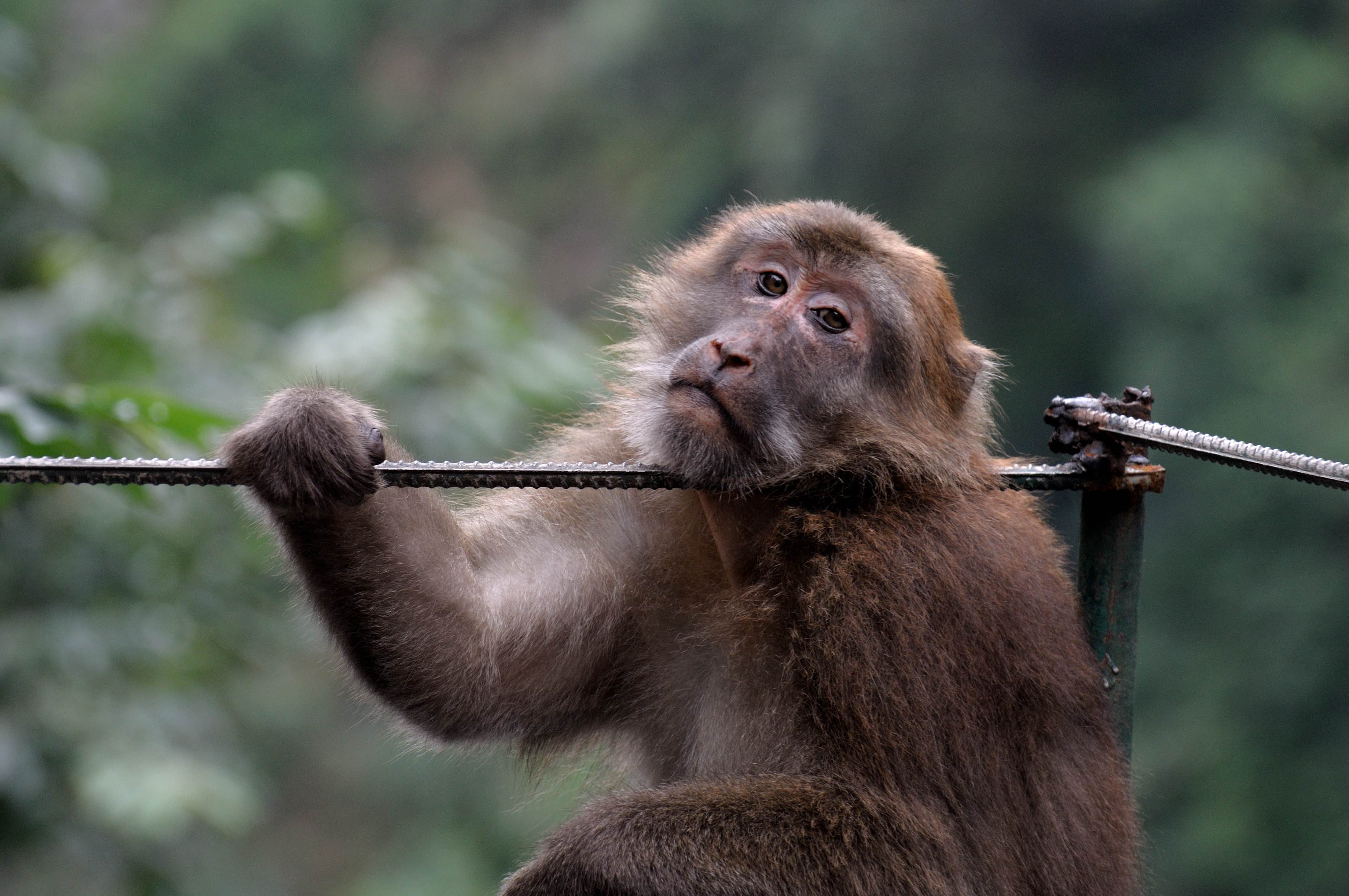 连云港的花果山 快看树尖上的小猴子们 - 知乎