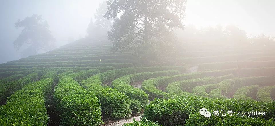 茶百科丨优良茶树品种祁门种