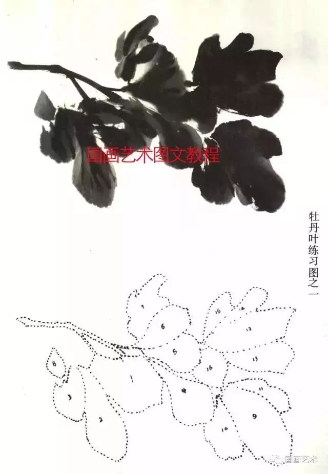 牡丹的画法示范教程,史上最全的牡丹画法技法,国画牡丹结构法则