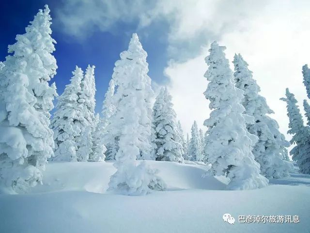 途中可车观千里雪松长廊,【凤凰山高山雪原景区】