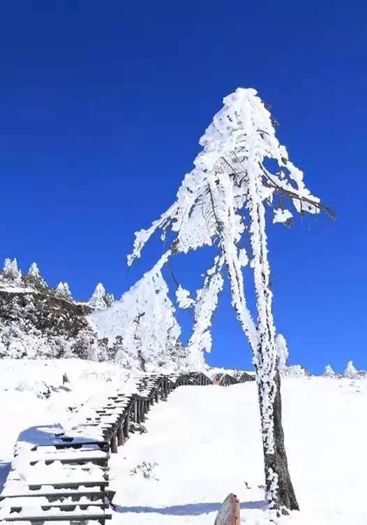 云南轿子雪山上的雪景,美得像梦里的童话世界!这个元旦一起出发吧