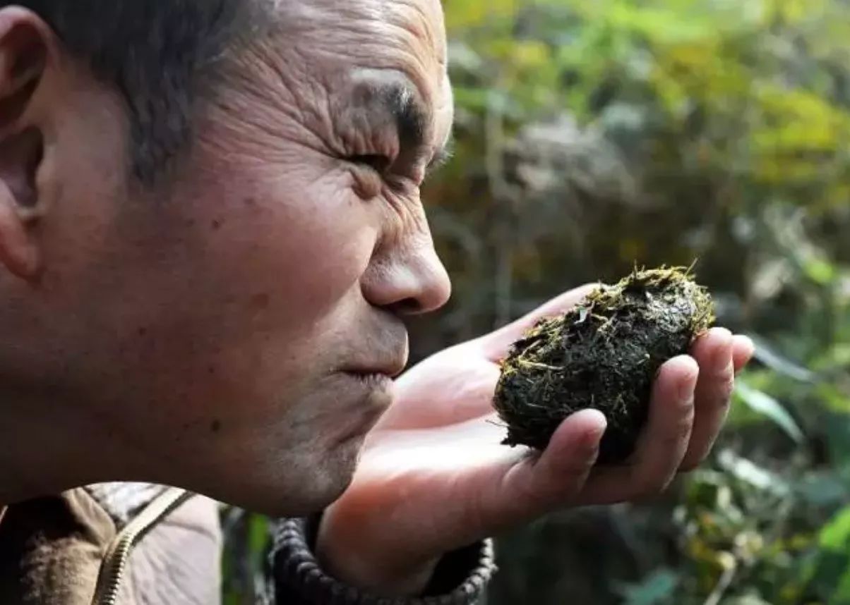 中日友好靠熊猫 听说熊猫便便可以造纸