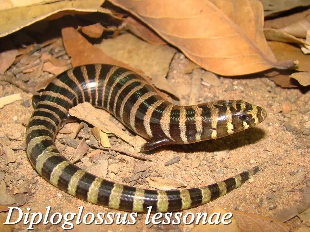 图中这种带有斑马条纹的生物其实是蛇蜥科肢蛇蜥属的diploglossus