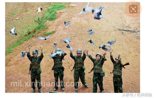 各国军用鸽都是什么样的