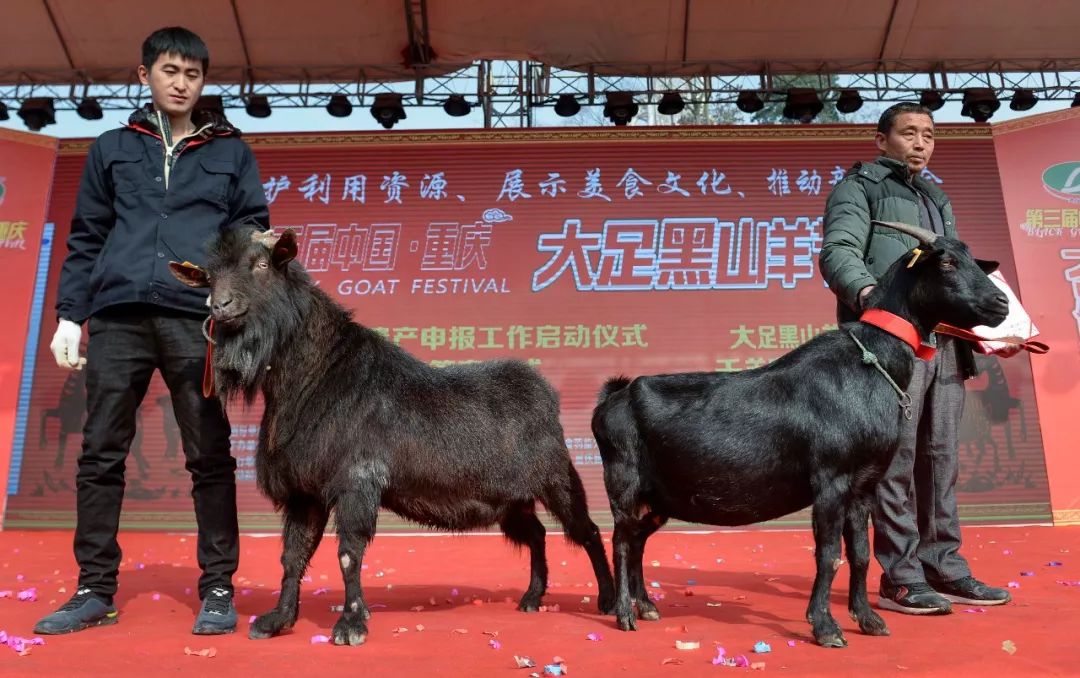 【趣图】冬天跟羊肉更配哟, 第三届中国重庆大足黑山羊节火热开幕!