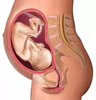 二,怀孕第2个月(5-8周) 三,怀孕第3个月(9-12周) 四,怀孕第4个月(13