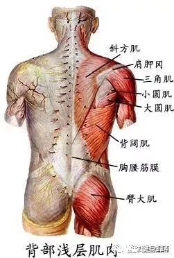 良好的背部训练 才是上肢力量的精髓 背部肌群包括 背阔肌,大圆肌