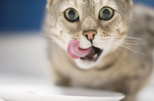 猫咪吃冰罐头后拉稀,喂了猫吃冰肉拉水拉稀