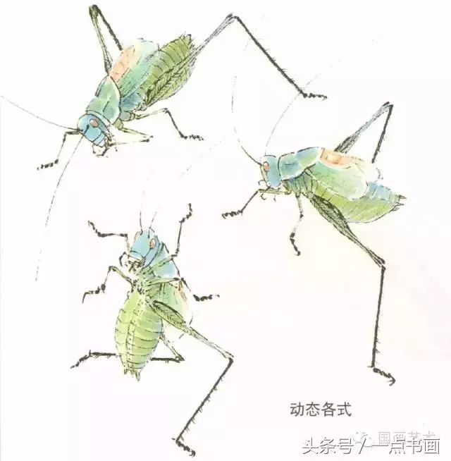 中国画讲浓淡,蝈蝈肚腹虽在腰背下较阴暗,但颜色汪,所以勾线应轻于