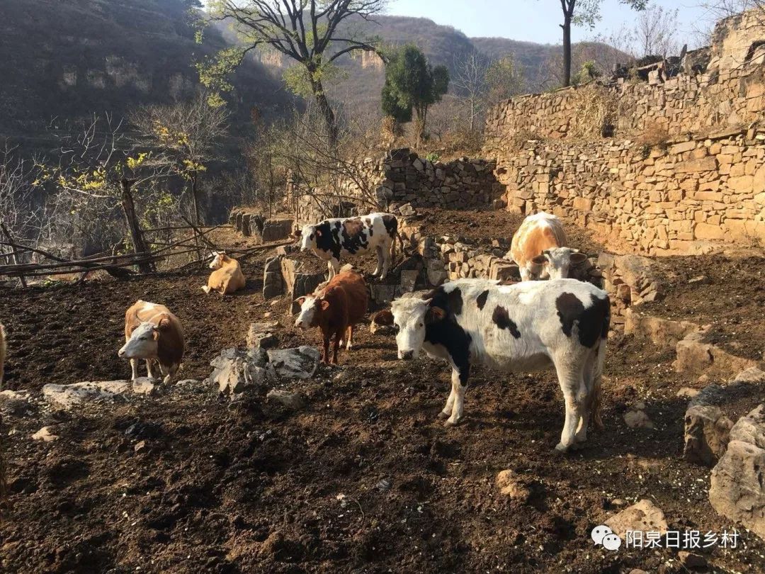 王生忠的牛圈,是简陋的一块地