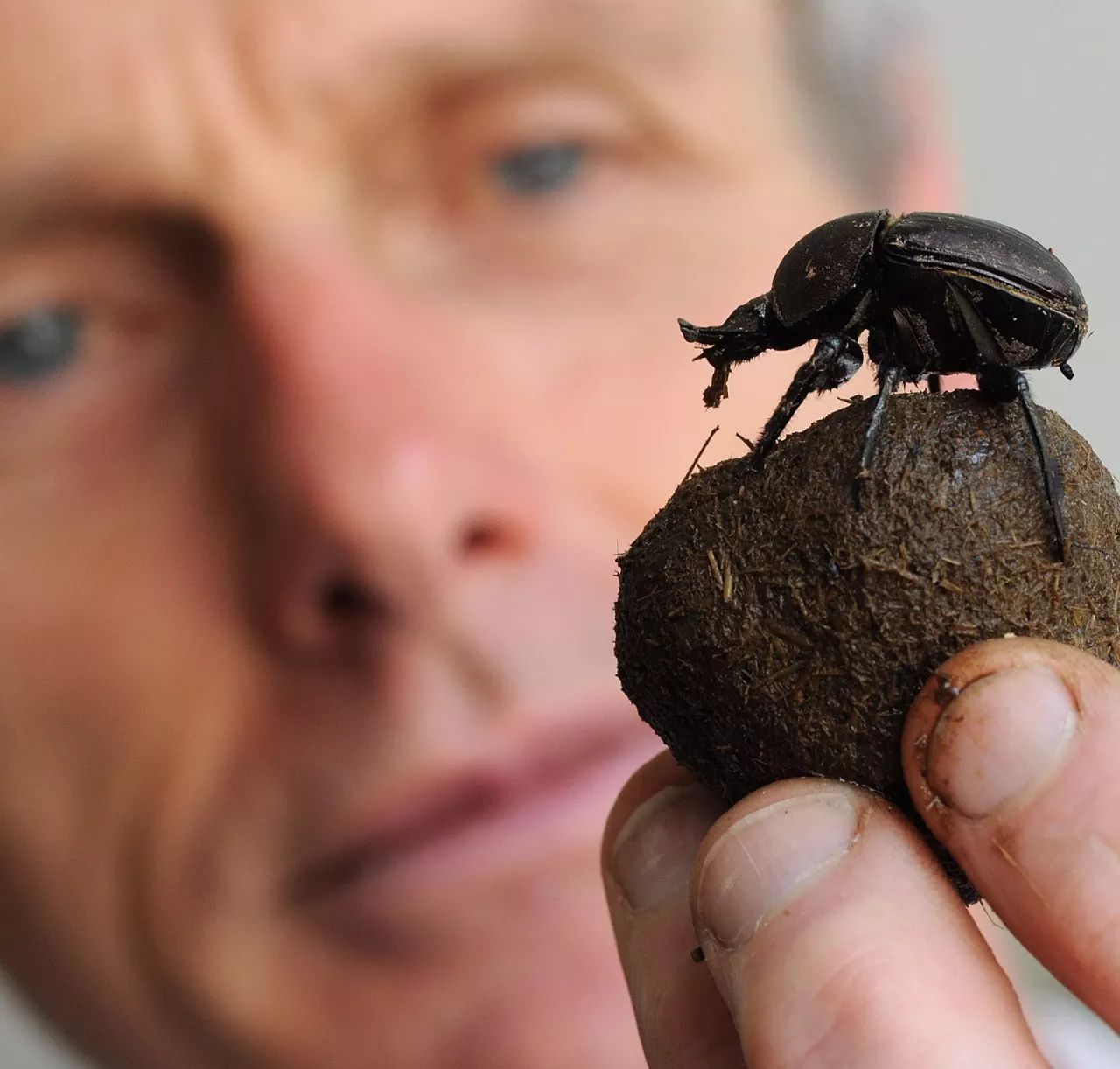 dung beetles,我们也叫它 屎壳郎.