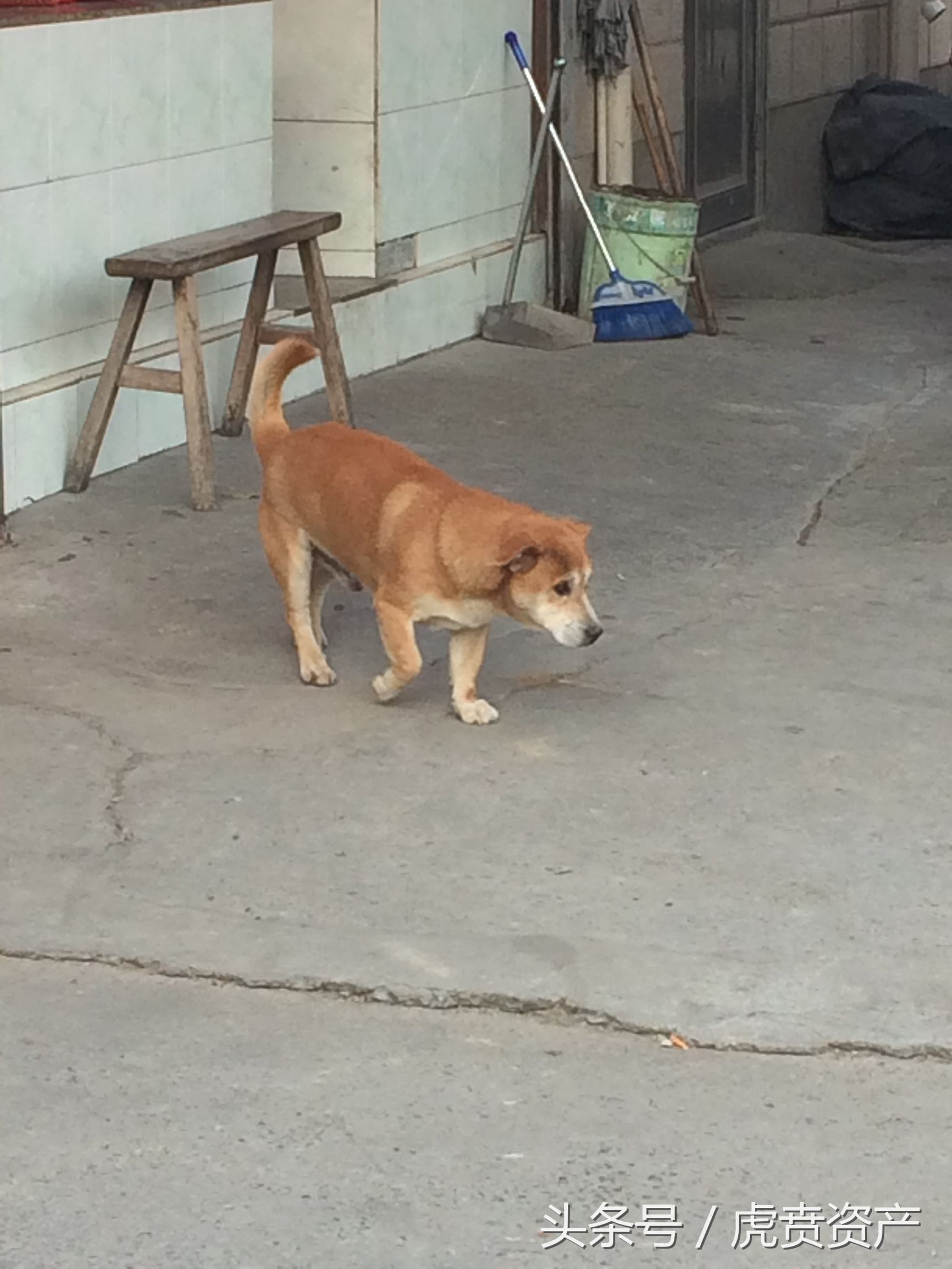 中华田园犬,看家护院的好帮手!