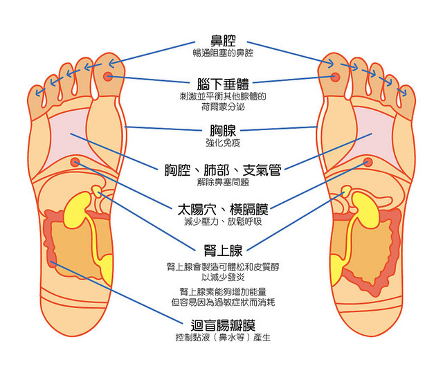 还可以消除疲劳,加快血液循环;晃动双脚有助于改善睡眠;按摩脚趾不仅