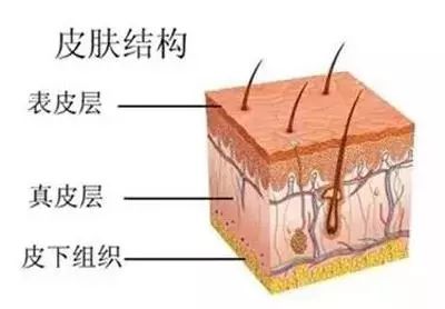 玻尿酸和肉毒素在注射层次上的差别