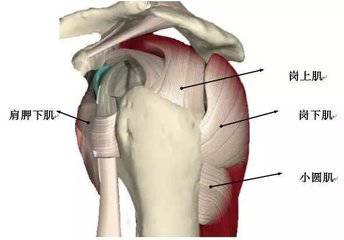肩袖由冈上肌,冈下肌,小圆肌,肩胛下肌的肌腱组成.