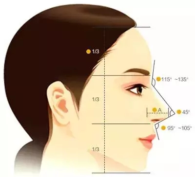 侧面看: 标准的鼻额角要在120~5°左右 仰面看: 鼻尖高度是整个鼻子