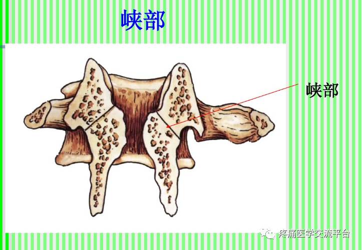 上脊柱解剖图颈胸腰椎