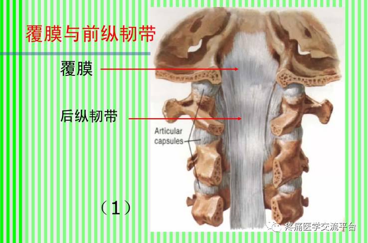 上脊柱解剖图颈胸腰椎