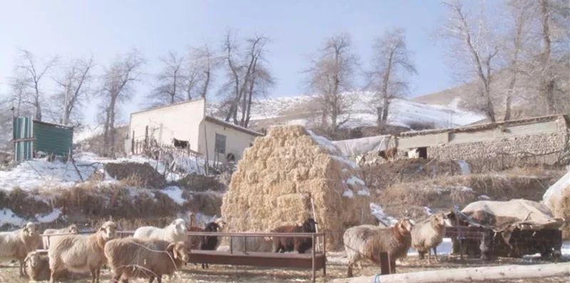 降雪降温不受灾 奇台牧区牧民牲畜越冬有保障