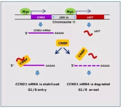 last调控ccnd1 mrna稳定性的示意图