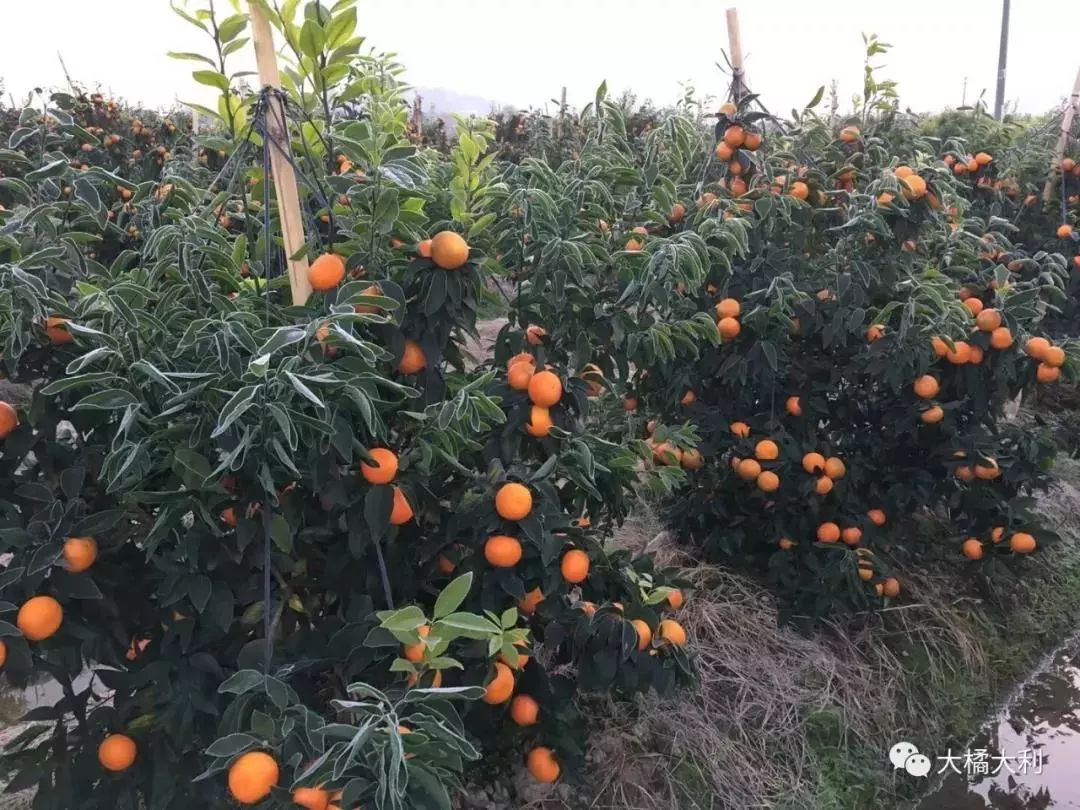 来自广西灌阳沃柑的受冻情况