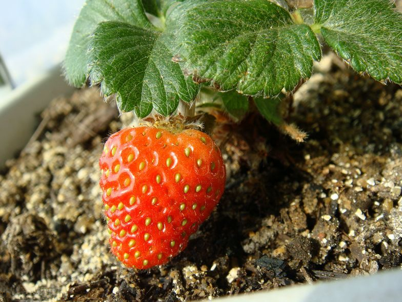 之前知道草莓种子可以发芽,就挑了一个个头大的草莓,用牙签一点点剔