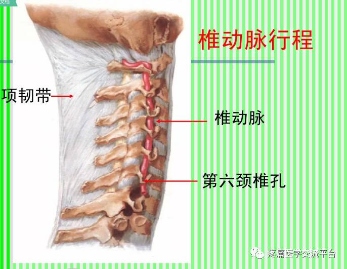 上脊柱解剖图颈胸腰椎