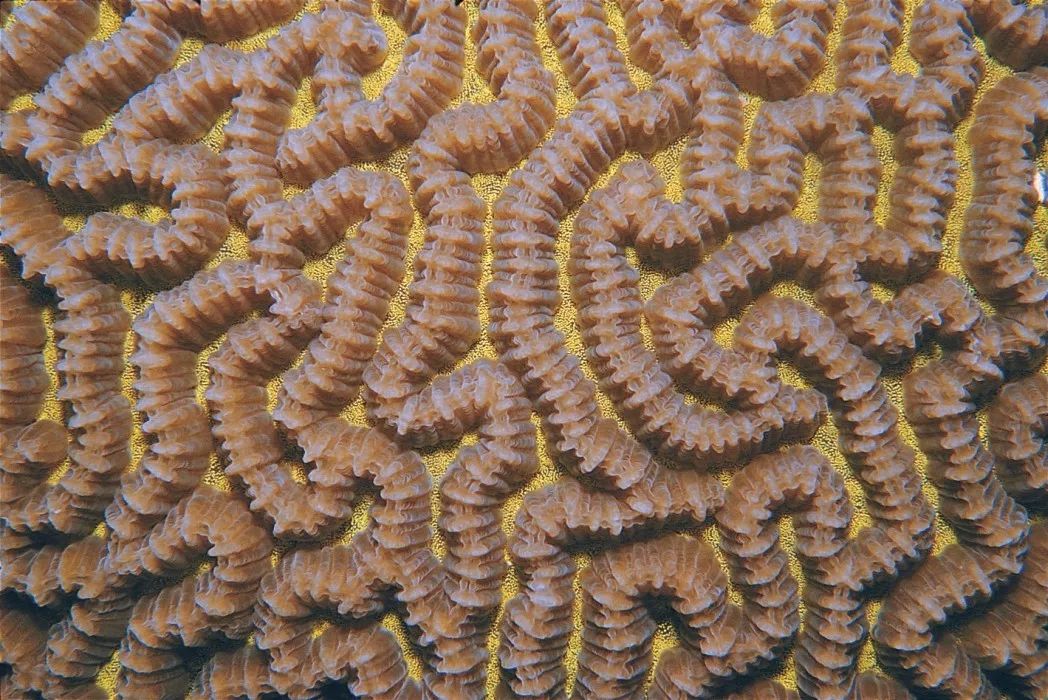 脑珊瑚(brain coral).