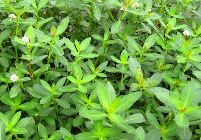 社会 正文  水花生,学名叫空心莲子草,在其他地方又被称为水豇豆,空心