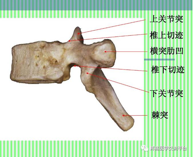 上脊柱解剖图颈胸腰椎