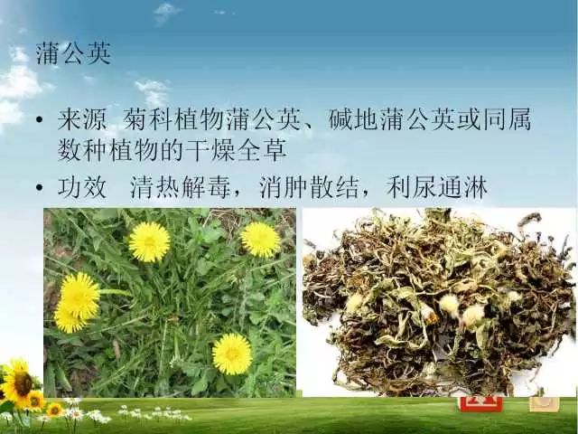 蒲公英是每个儿童都希望吹一下的梦想.  蒲公英入药