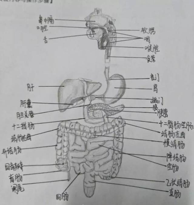 你们都是被学医耽误的灵魂画手内附临床学生们的解剖手绘笔记图