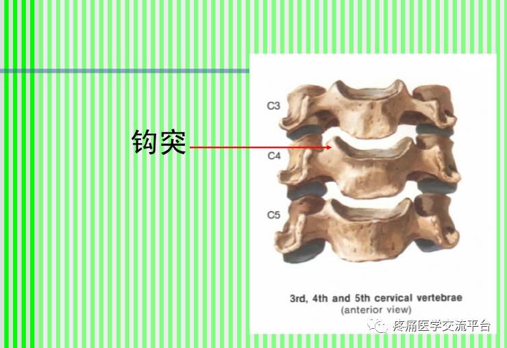 上脊柱解剖图颈胸腰椎