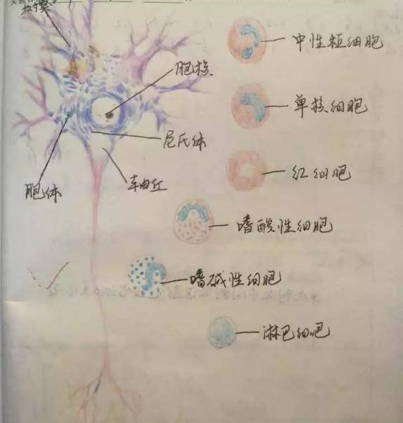 来看看临床1705杨平平的肾内部图 你们都掌握了吗?