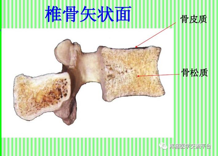 上脊柱解剖图颈胸腰椎