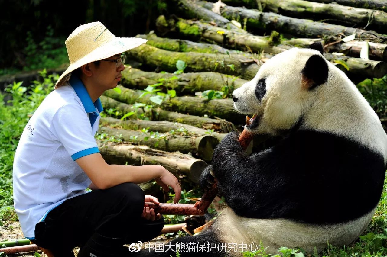 中国大熊猫保护研究中心