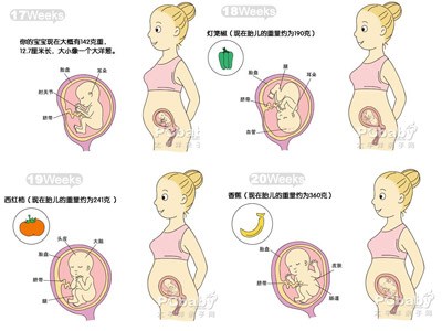 胎儿发育标准怎么看10张图让你了解胎儿发育全过程