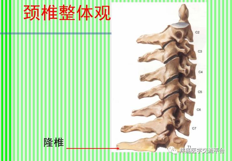 上脊柱解剖图颈胸腰椎