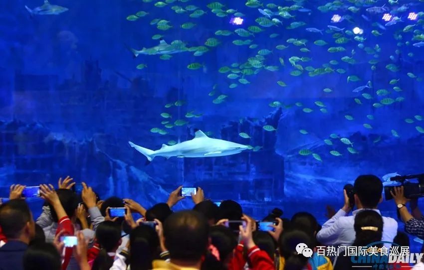 太疯狂了(深圳)国际水族馆暨全球美食狂欢节!