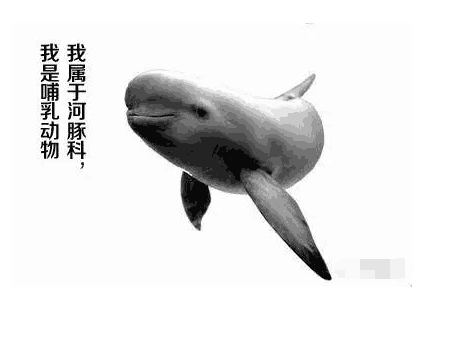 被誉为"水中大熊猫"的长江江豚, 十年后或将彻底消失
