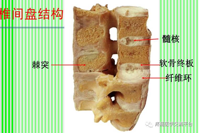 上脊柱解剖图颈胸腰椎