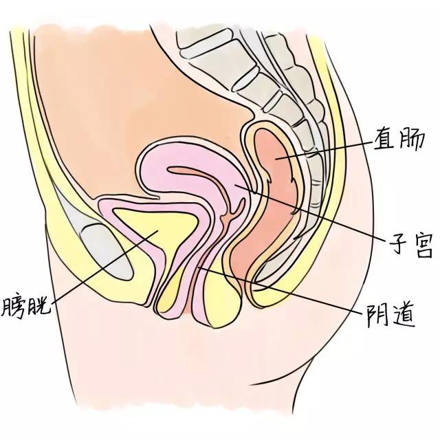 阴道壁自内向外由黏膜,肌层和纤维组织膜构成.