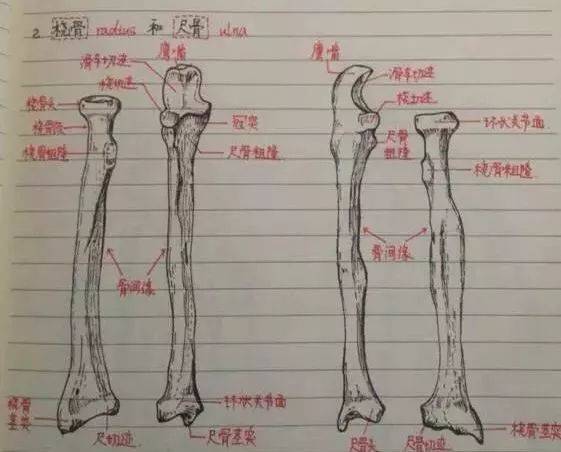 你们都是被学医耽误的灵魂画手(内附临床学生们的解剖