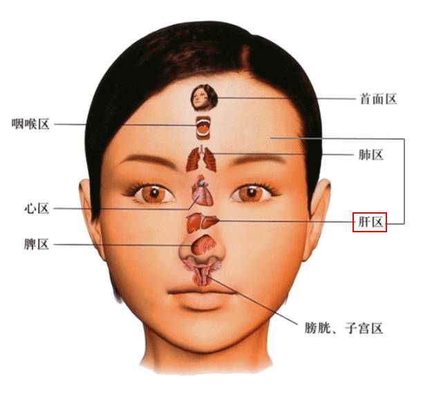 反射区域:眉毛中间1/2处往外到眉尾这三角区是肝区,还有鼻梁中段也是