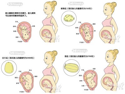 9个月胎儿发育过程图